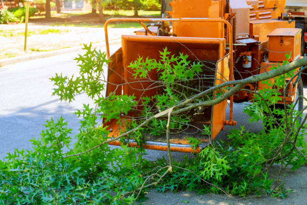 Best Emergency Tree Service  in Altamonte Springs, FL